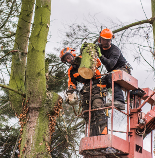 Arborist in Sydney - GreenVine Arborist