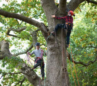 Professional Tree Removalist in Sydney