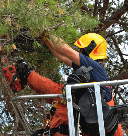 Tree Lopping Services in Sydney Near Me