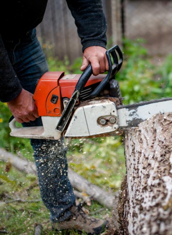 Tree Lopping, Tree Hedging in Sydney