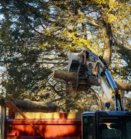 Tree Removal Services in Sydney Near Me