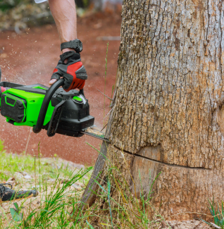 Tree Removal - Sydney